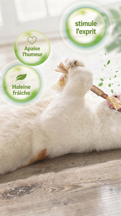 Lot de 3 bâtonnet dentaire naturel pour chat