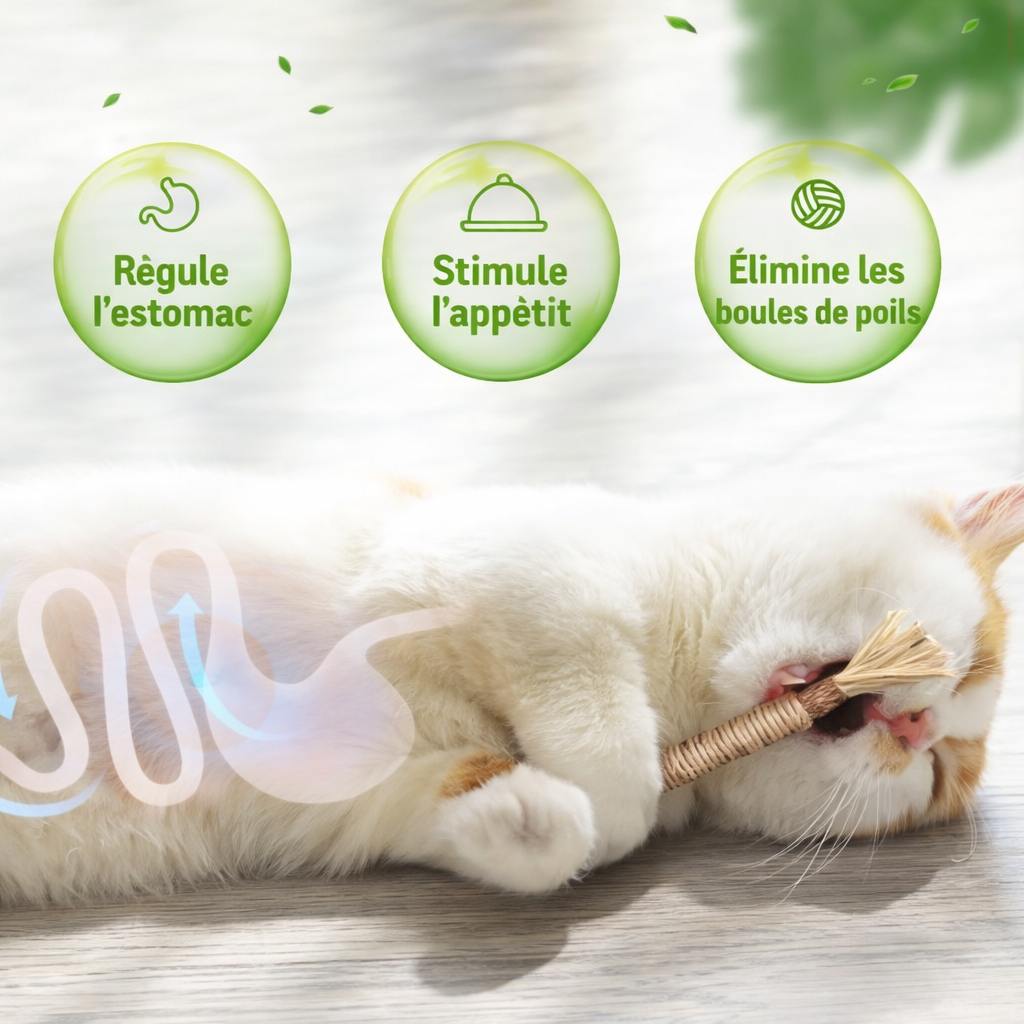 Lot de 3 bâtonnet dentaire naturel pour chat