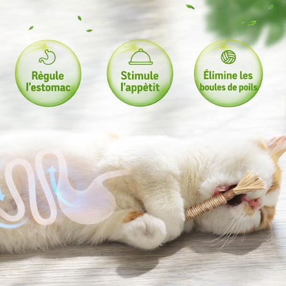 Lot de 3 bâtonnet dentaire naturel pour chat
